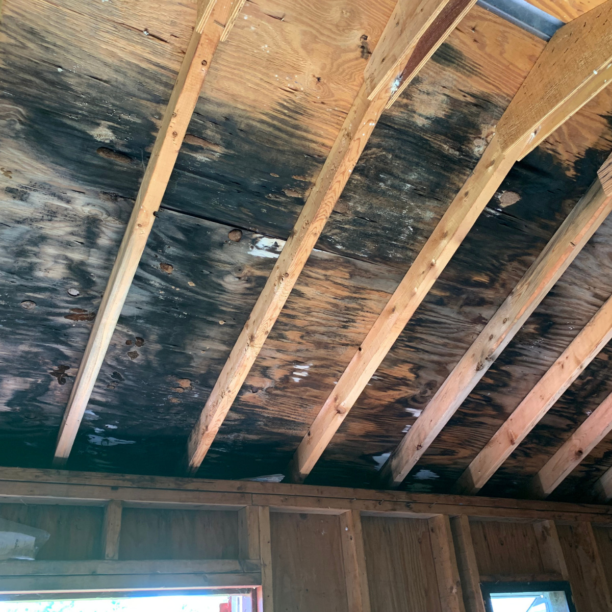 Excess Moisture and Mold Growth